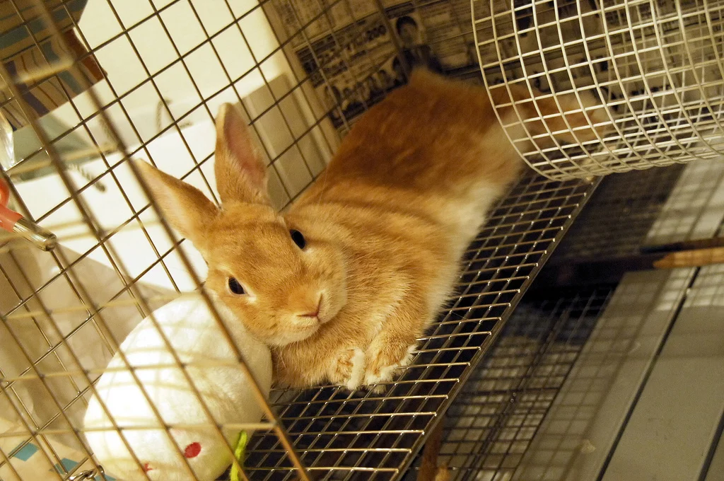 来週、うさぎがうちに来ます！