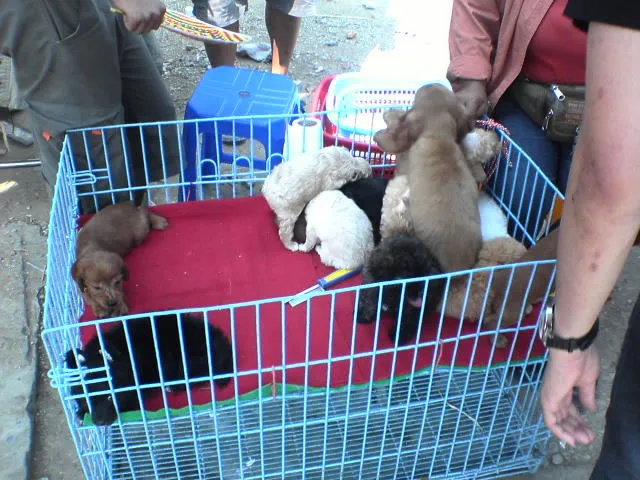 タイ旅行の写真17