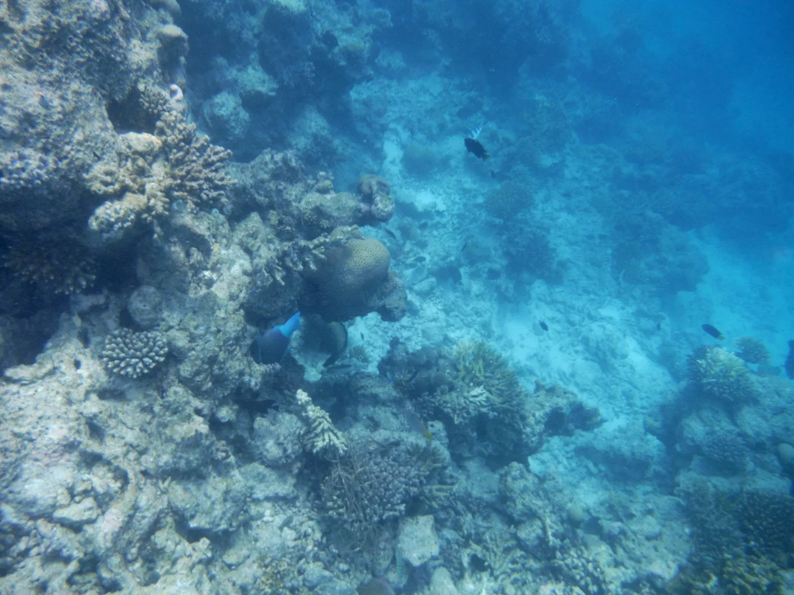 シュノーケリングで見た海中風景