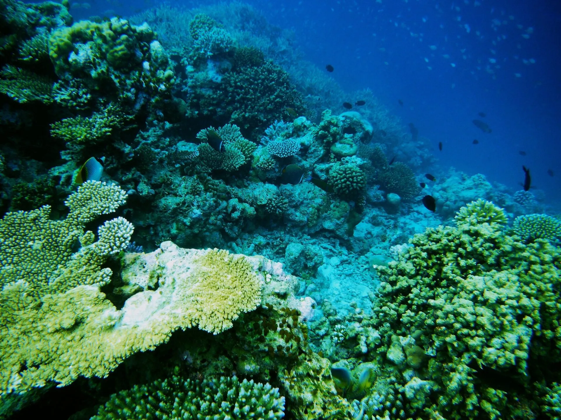 色鮮やかな生きた珊瑚