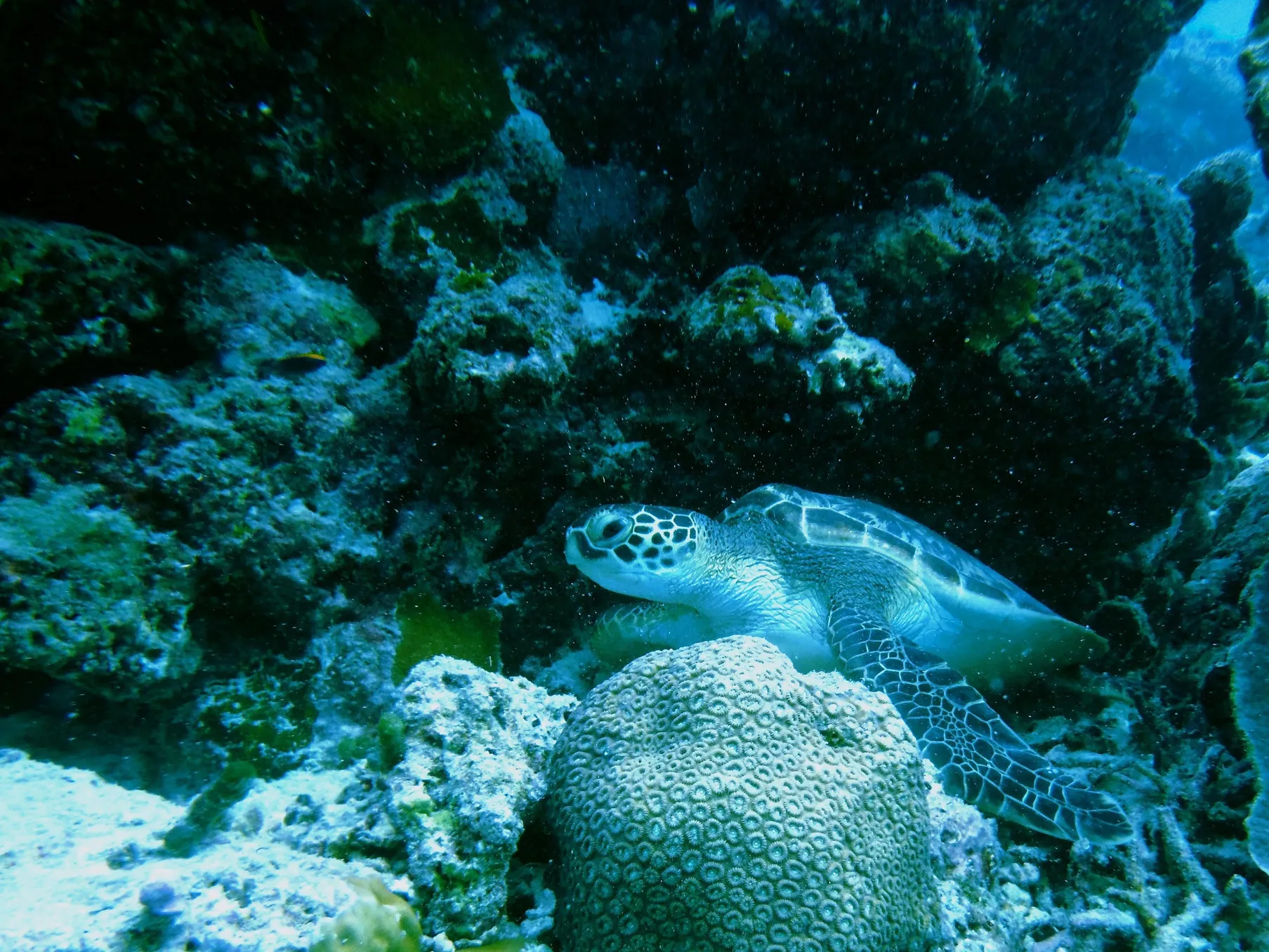 体験ダイビングで見たウミガメ