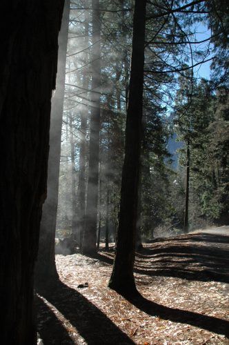 Yosemite国立公園に行ってきました