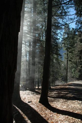 Yosemite国立公園に行ってきました