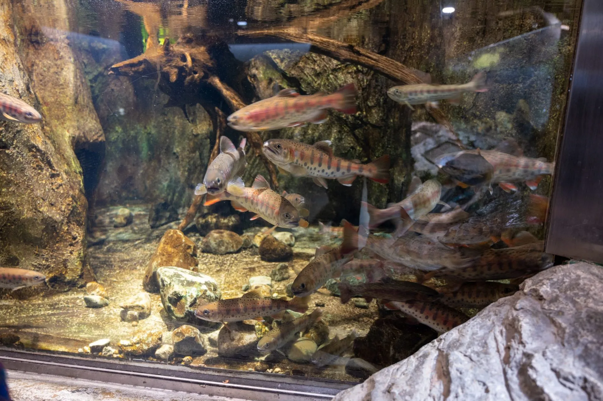 鴨川シーワールドの展示