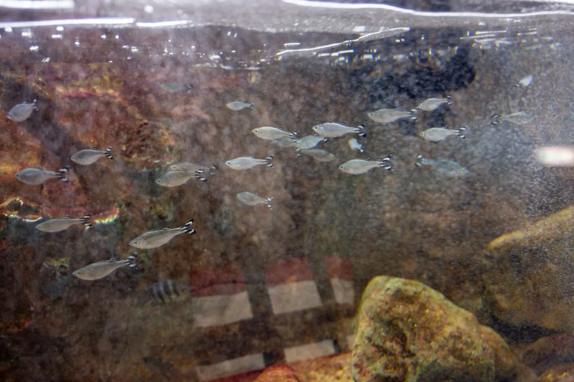 鴨川シーワールドの展示