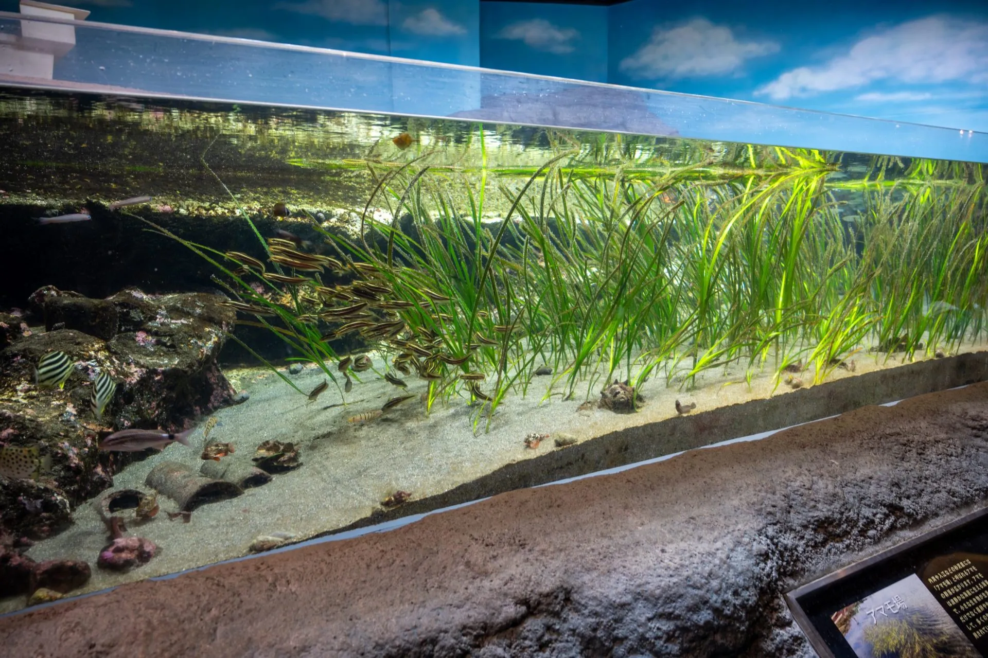 鴨川シーワールドの展示