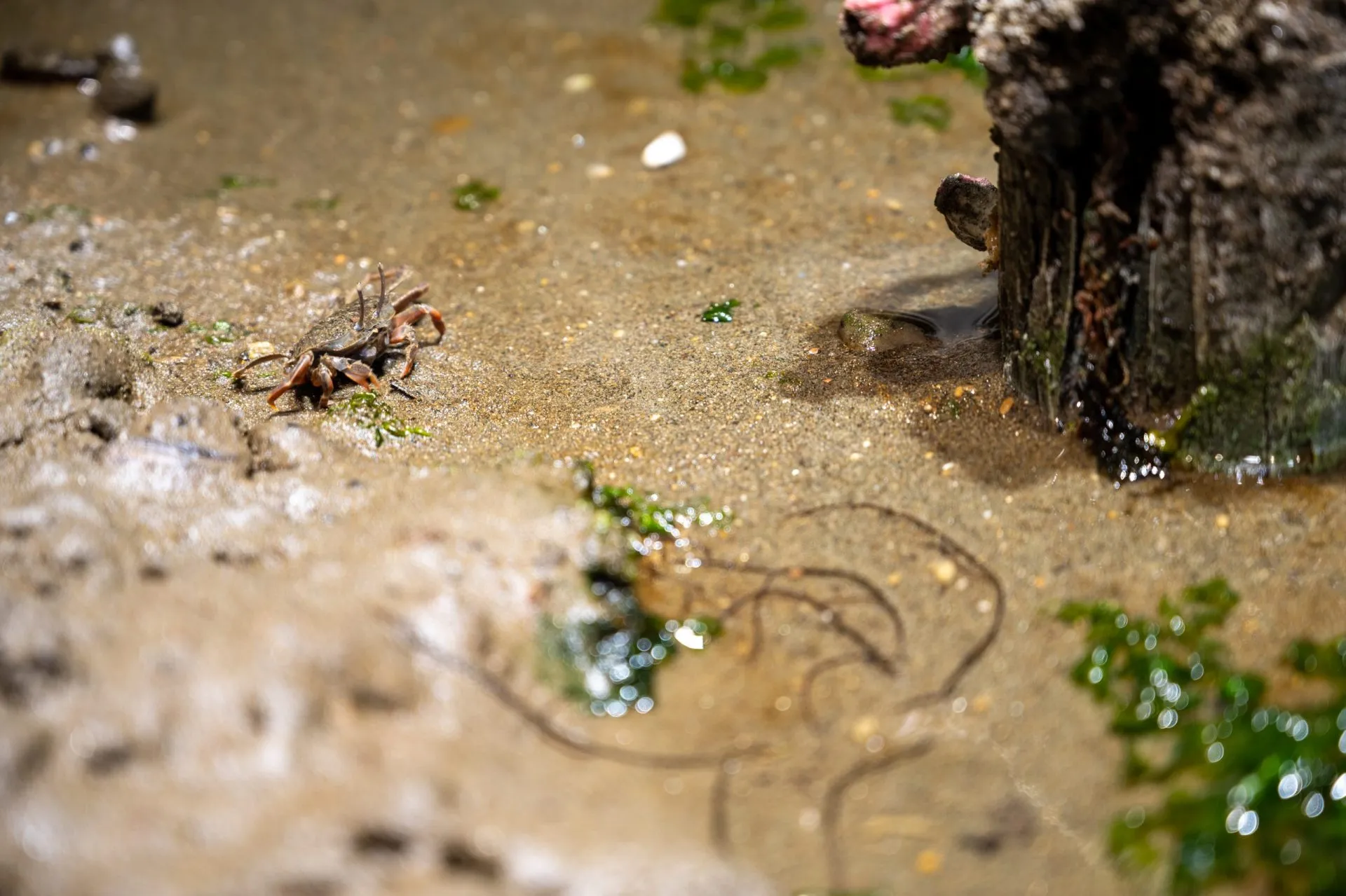 鴨川シーワールドの展示