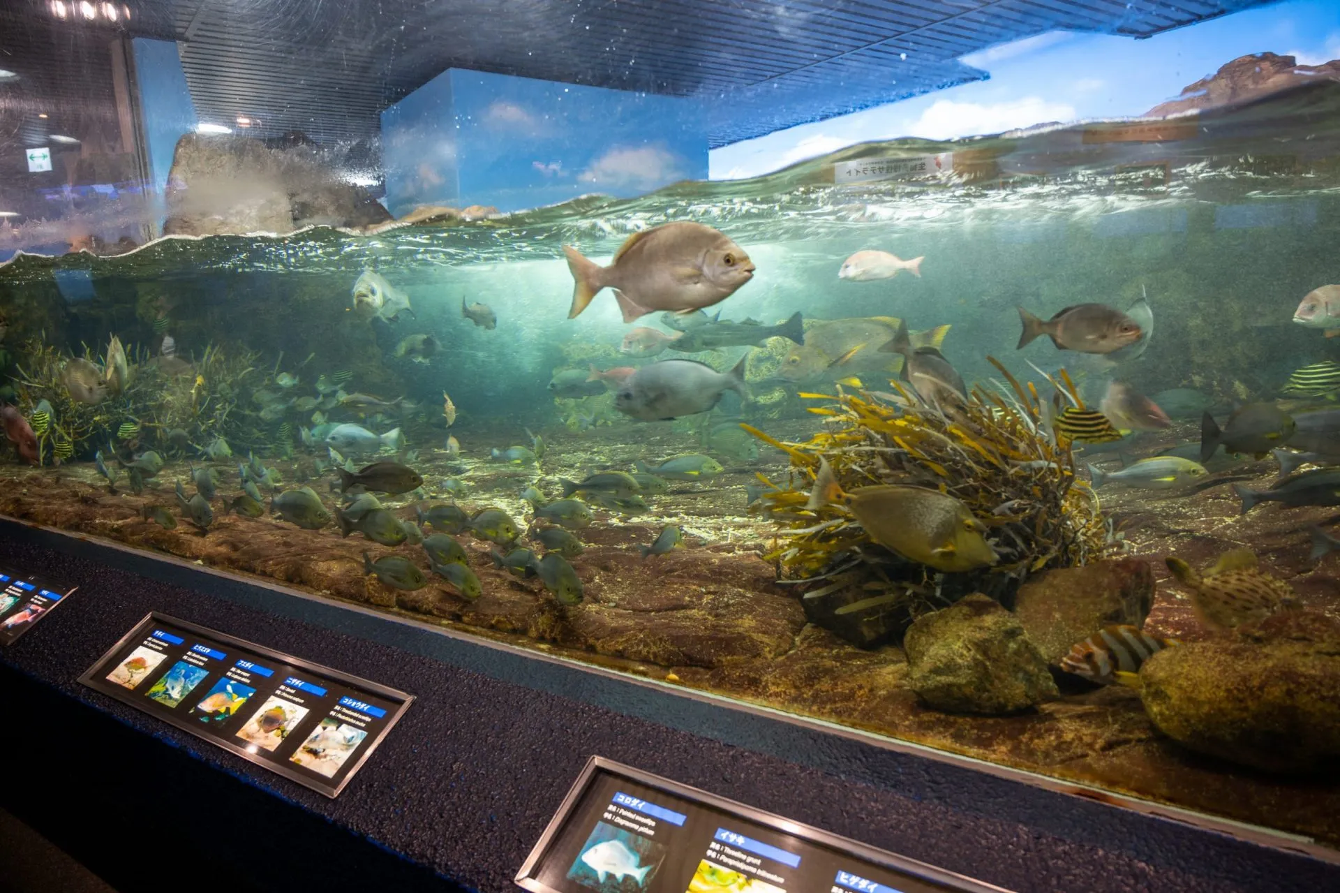 鴨川シーワールドの展示