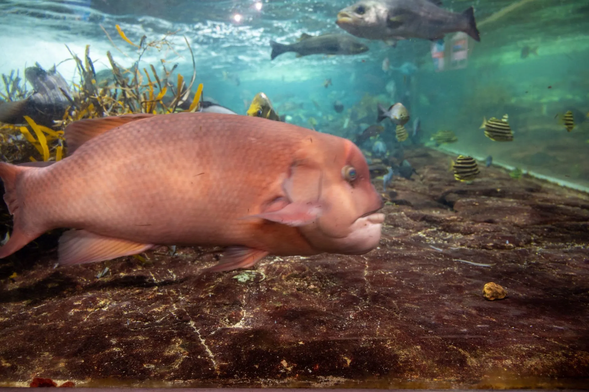 鴨川シーワールドの展示