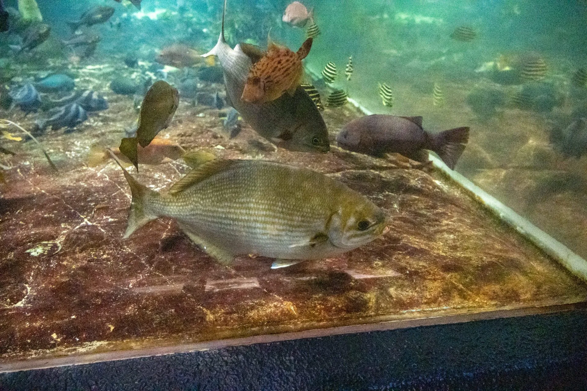 鴨川シーワールドの展示