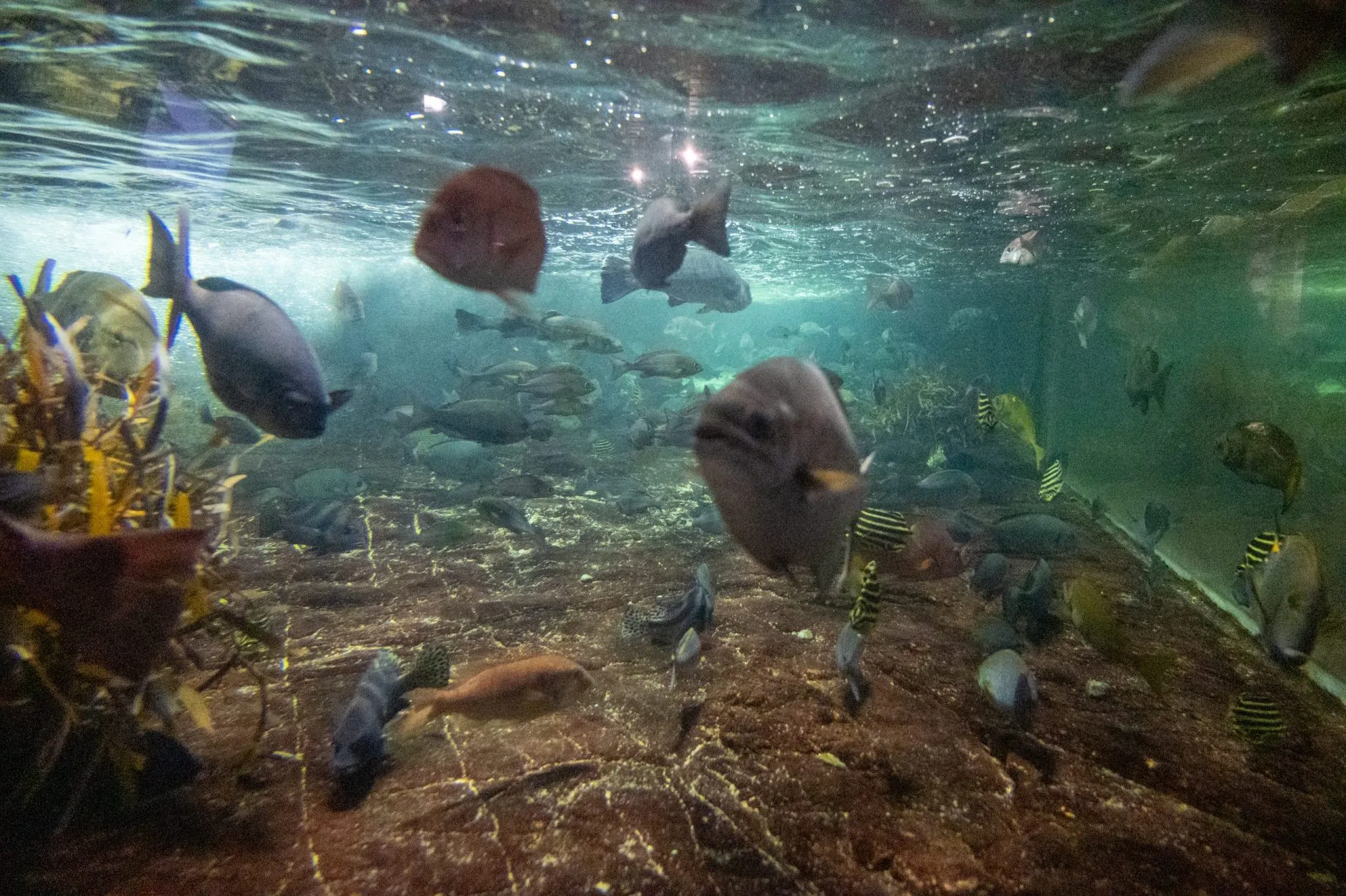 鴨川シーワールドの展示