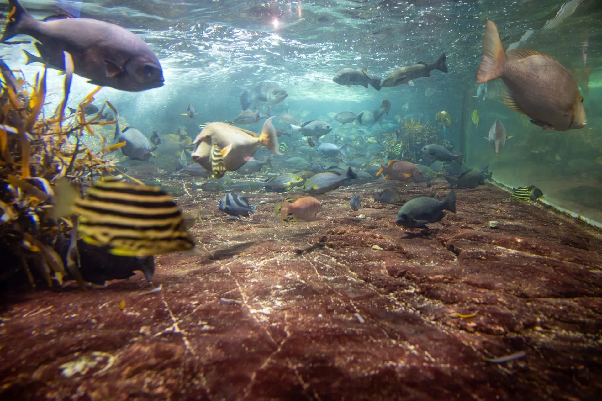 鴨川シーワールドの展示