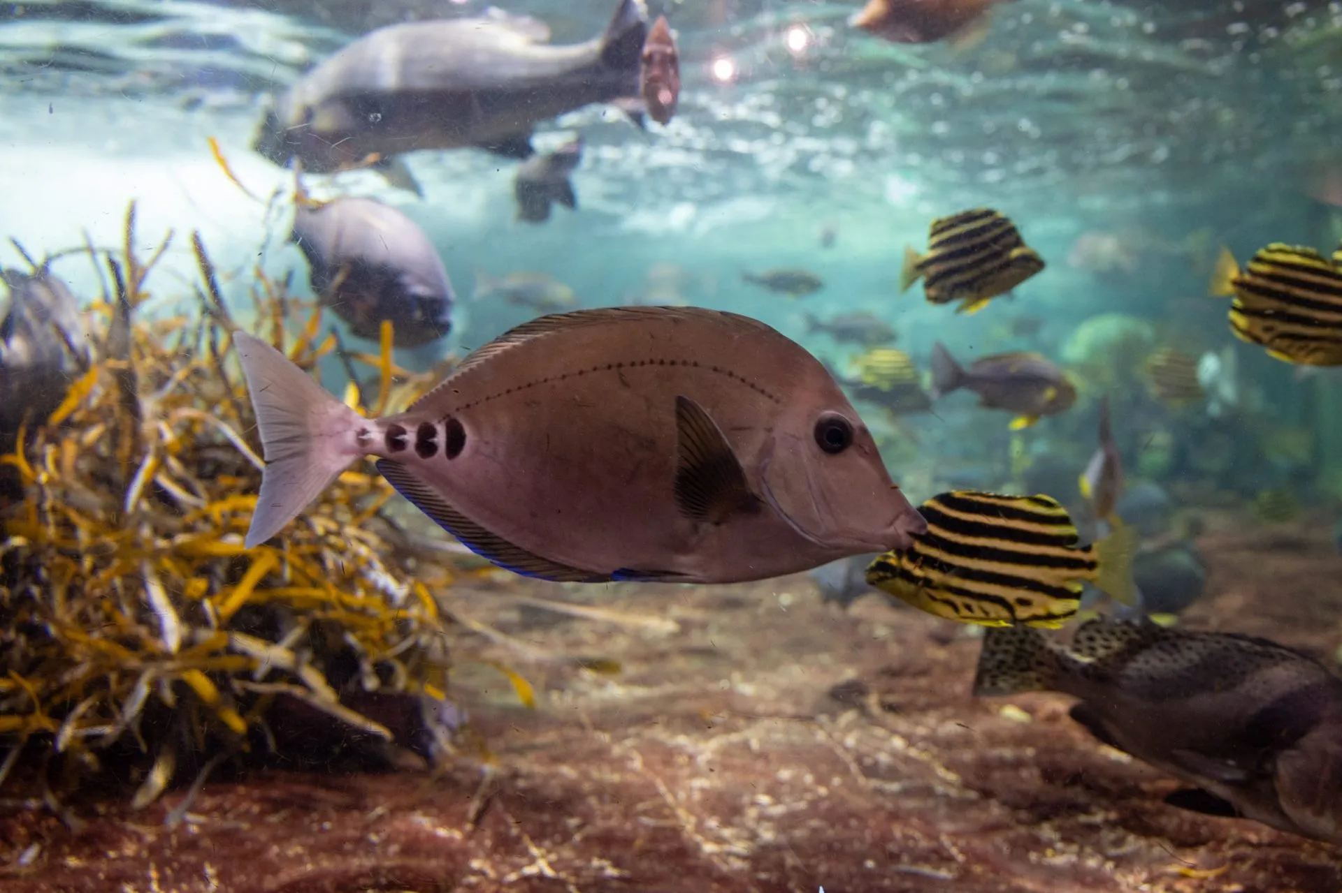 鴨川シーワールドの展示