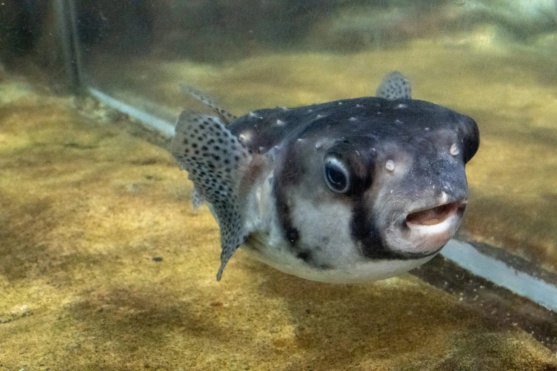 鴨川シーワールドの展示