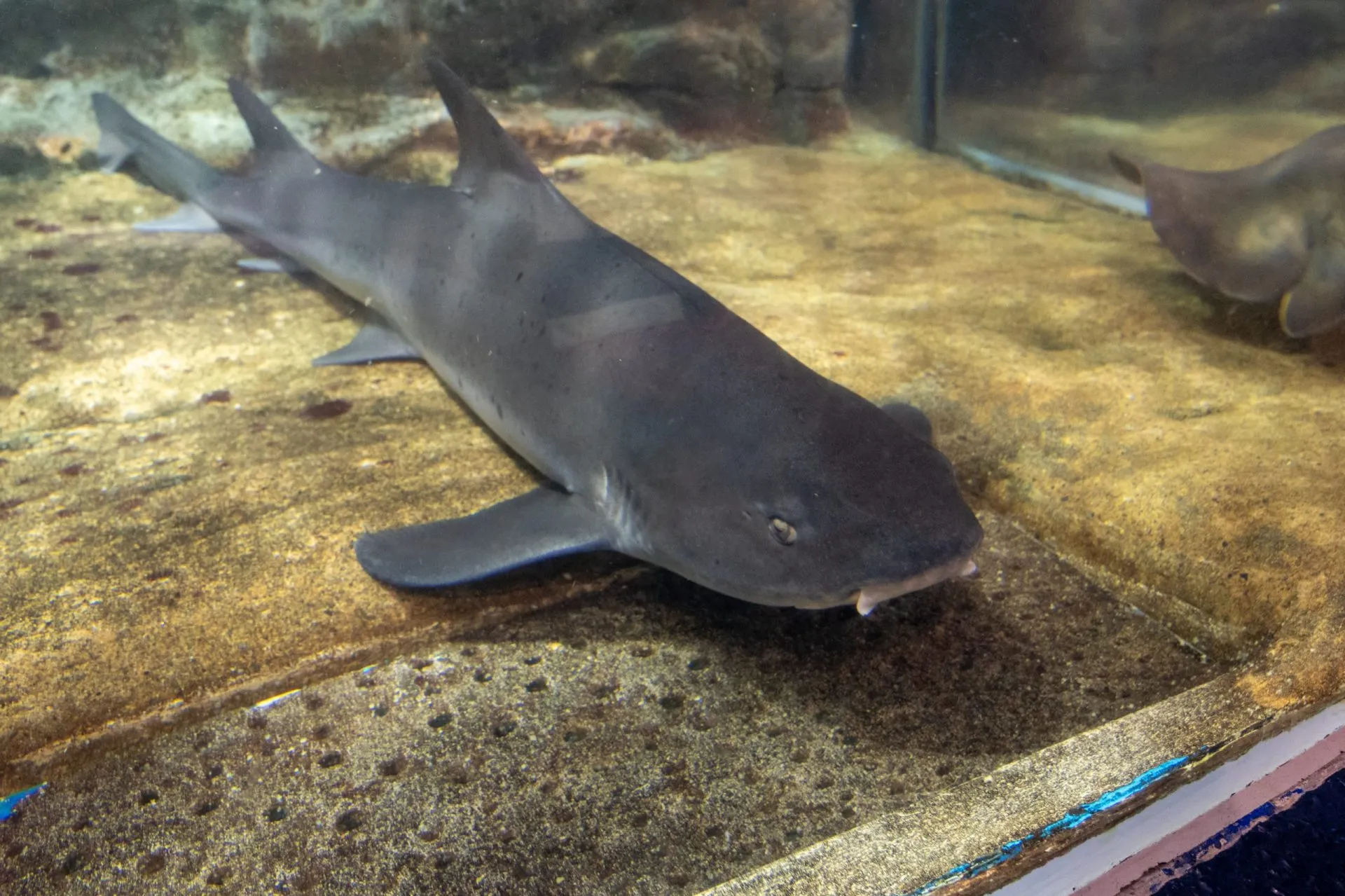 鴨川シーワールドの展示