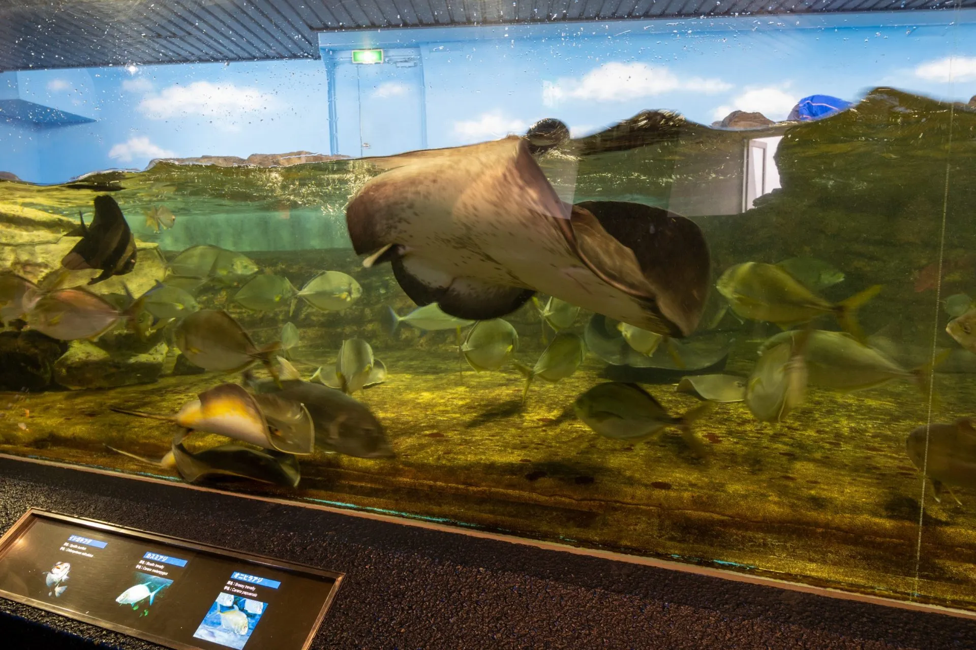 鴨川シーワールドの展示