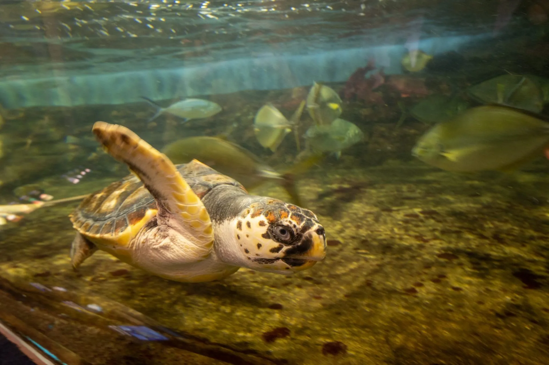 鴨川シーワールドの展示