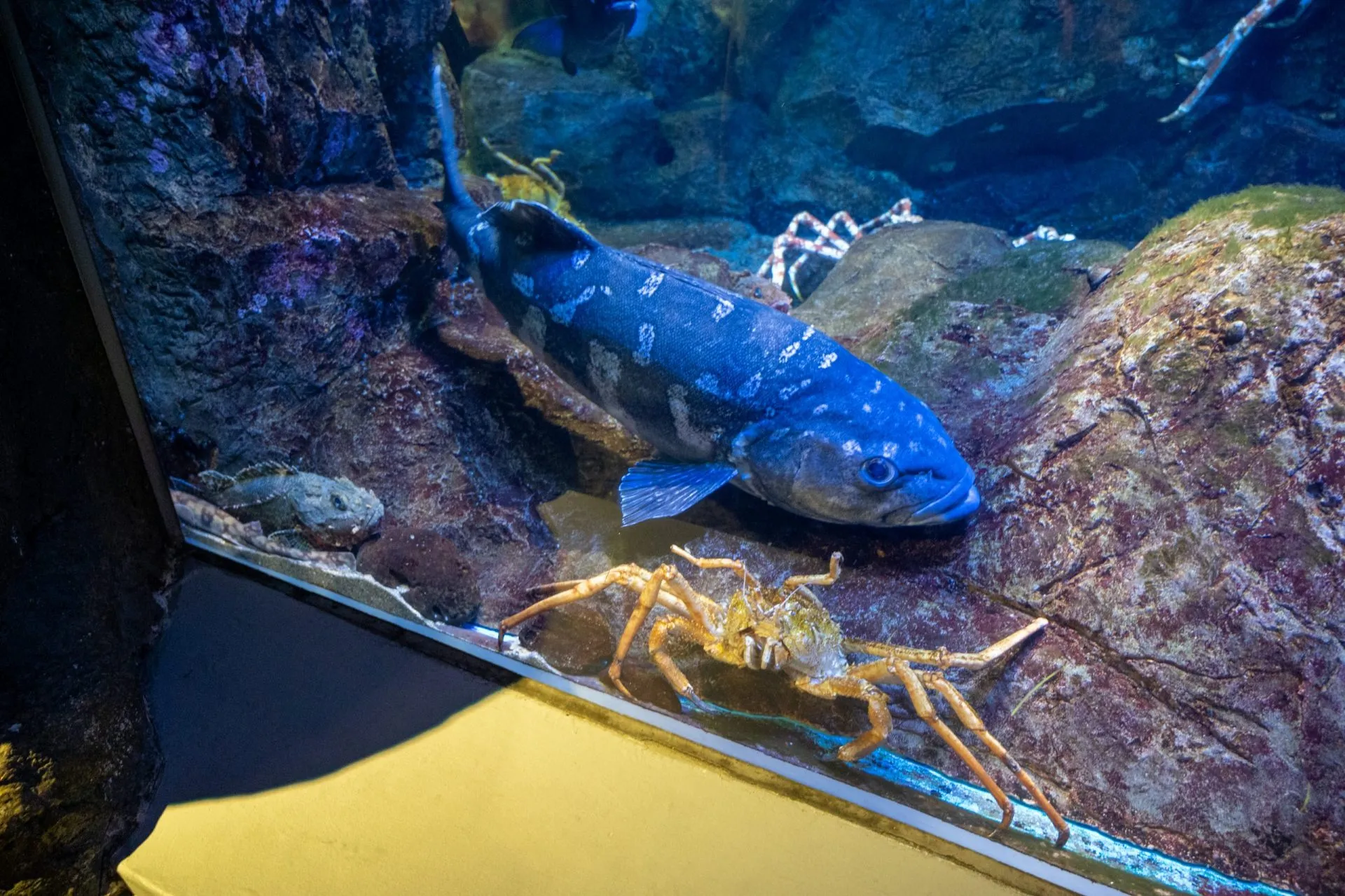 鴨川シーワールドの展示