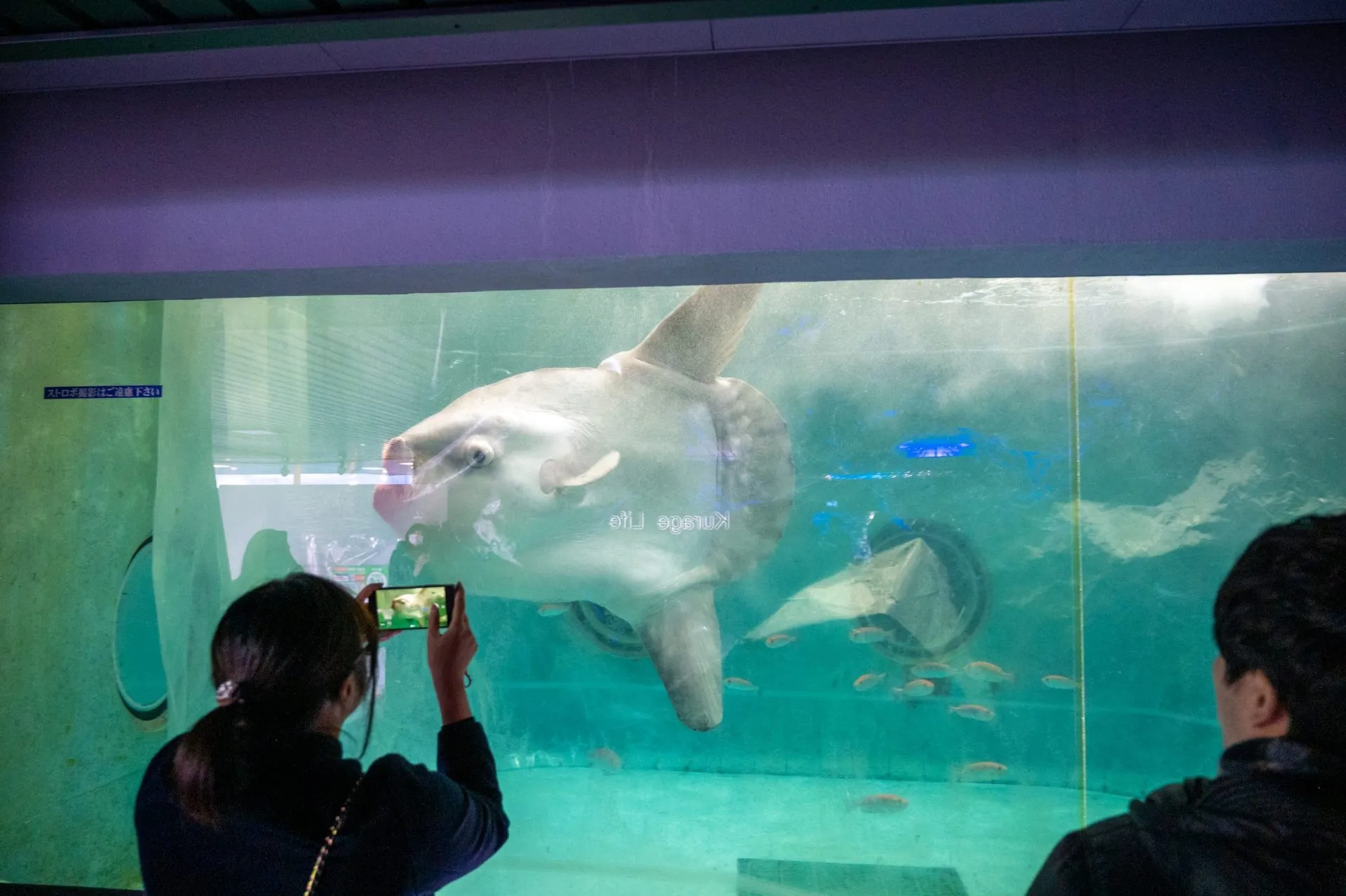 鴨川シーワールドの展示