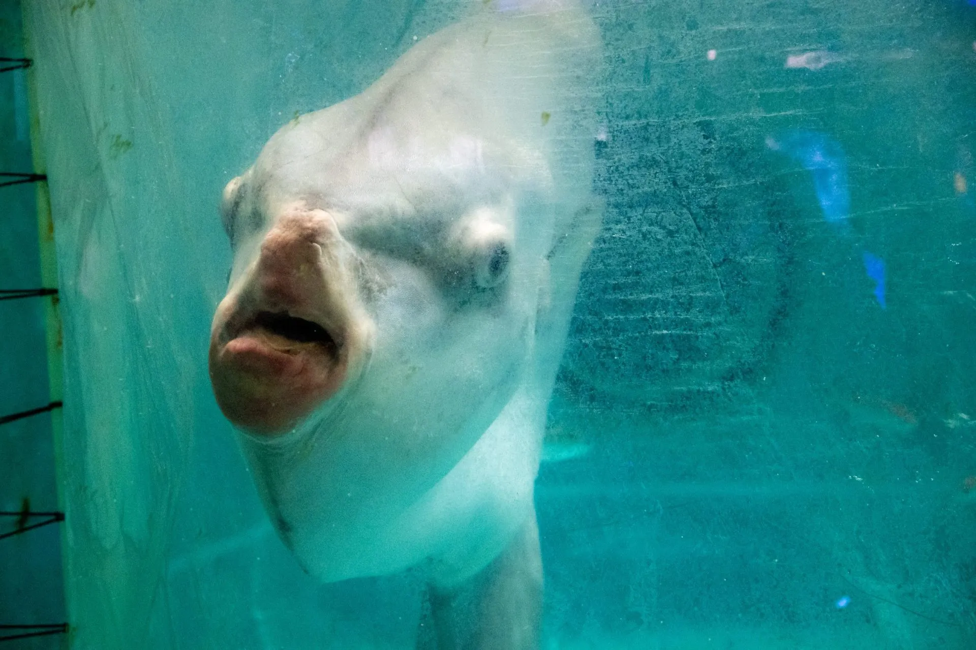 鴨川シーワールドの展示