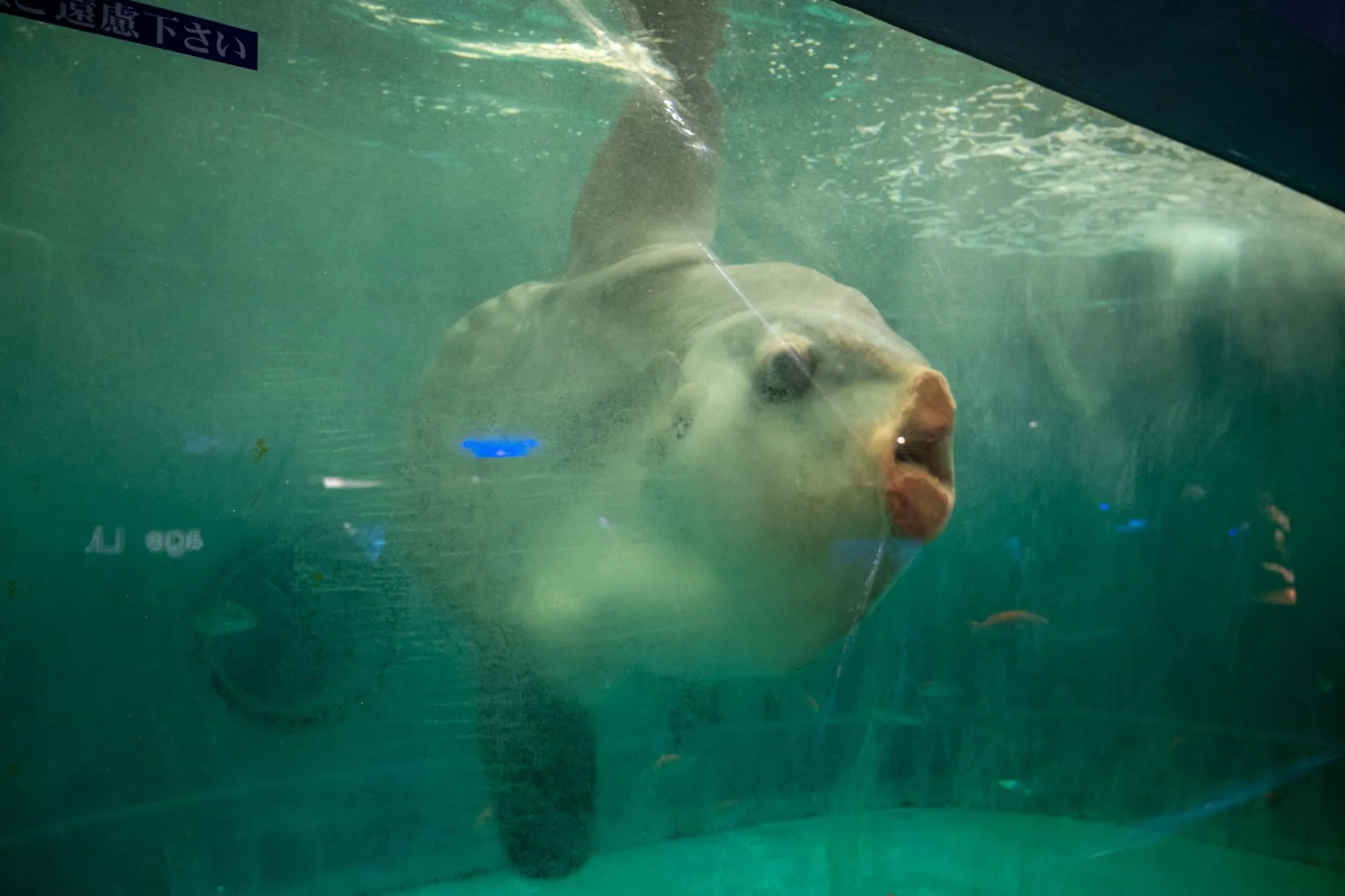 鴨川シーワールドの展示