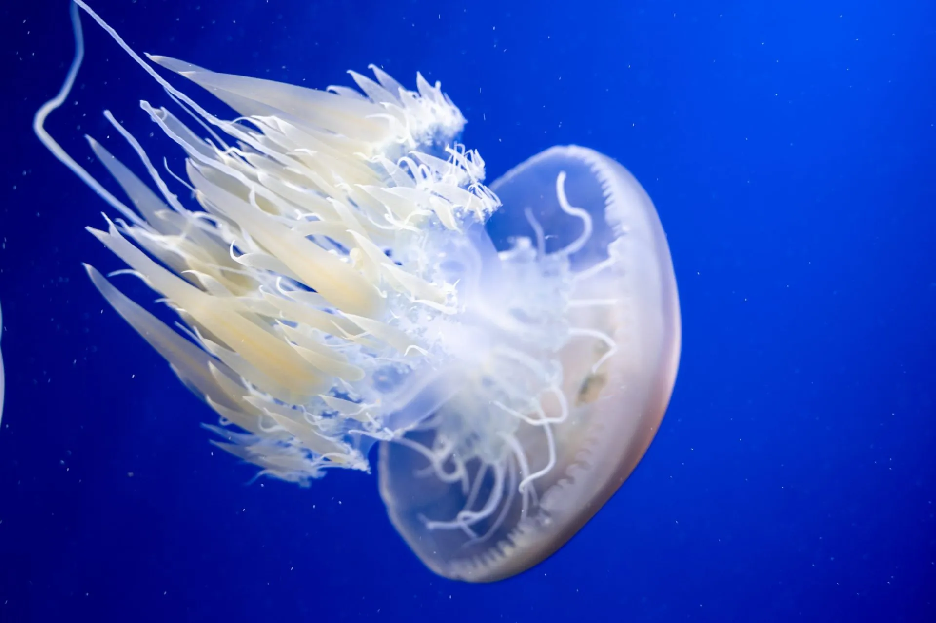 鴨川シーワールドの展示