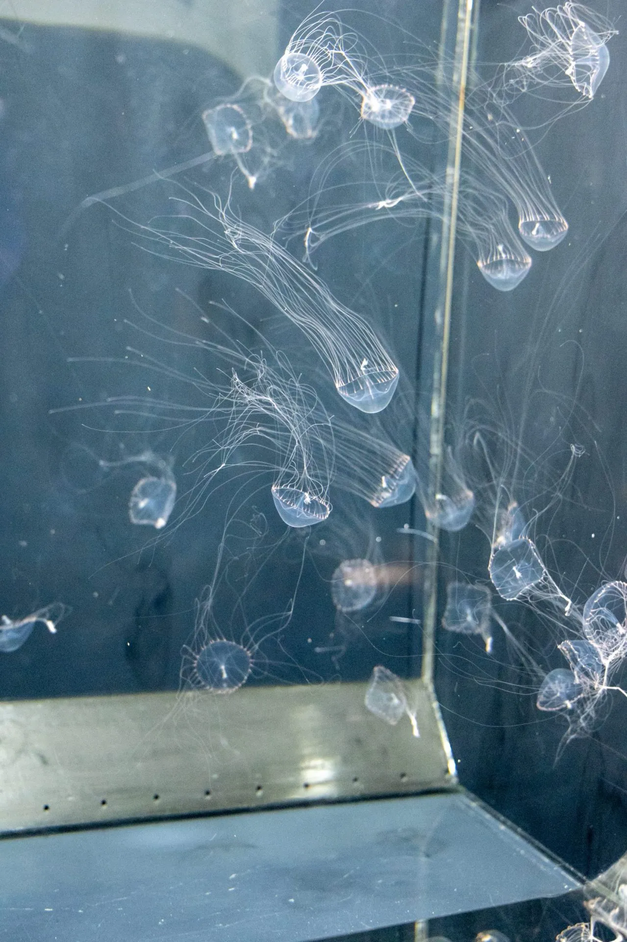 鴨川シーワールドの展示