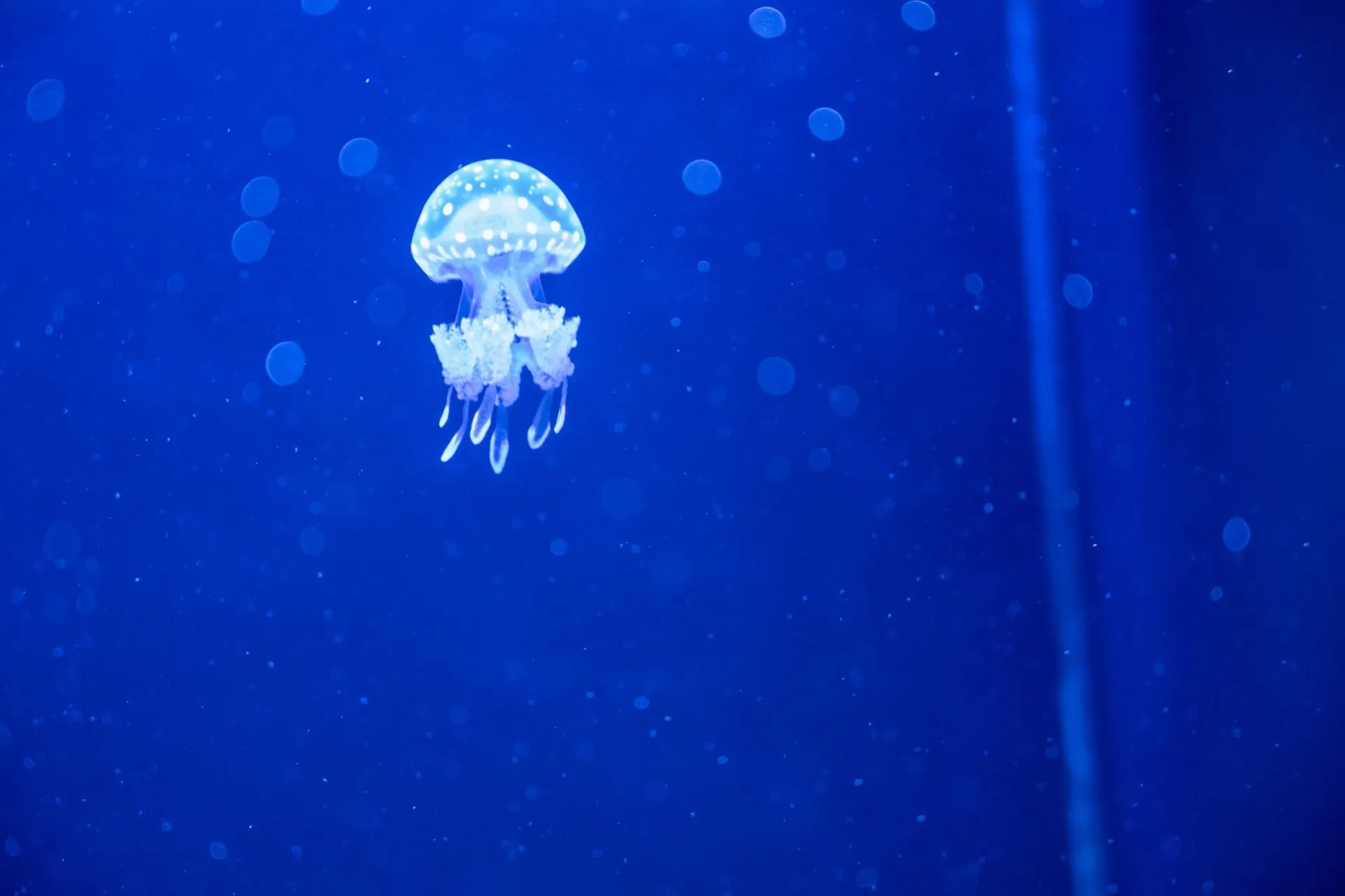 鴨川シーワールドの展示