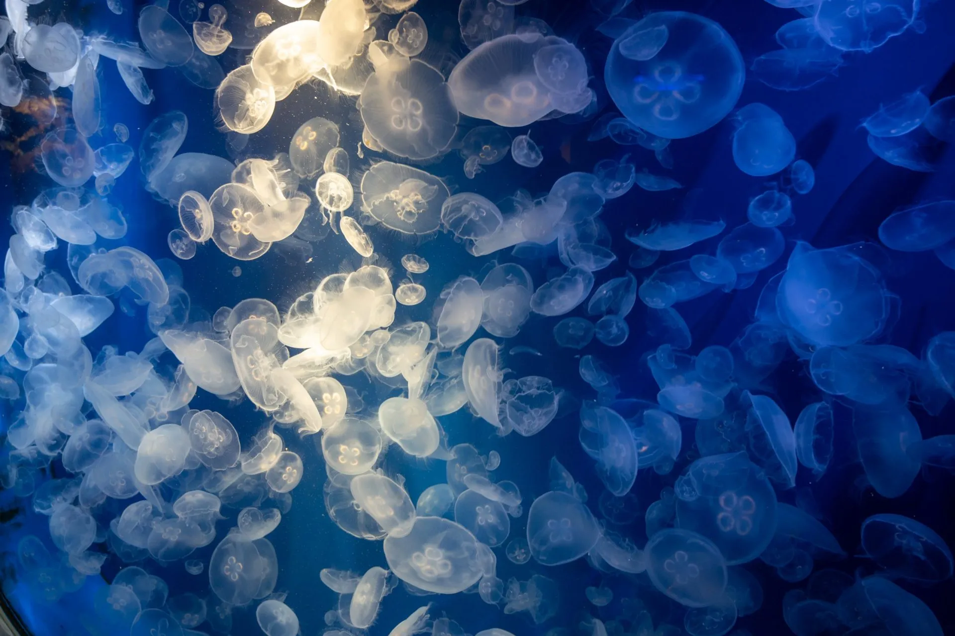 鴨川シーワールドの展示