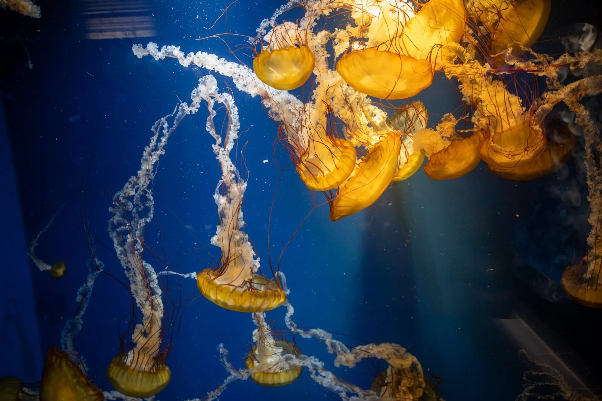 鴨川シーワールドの展示