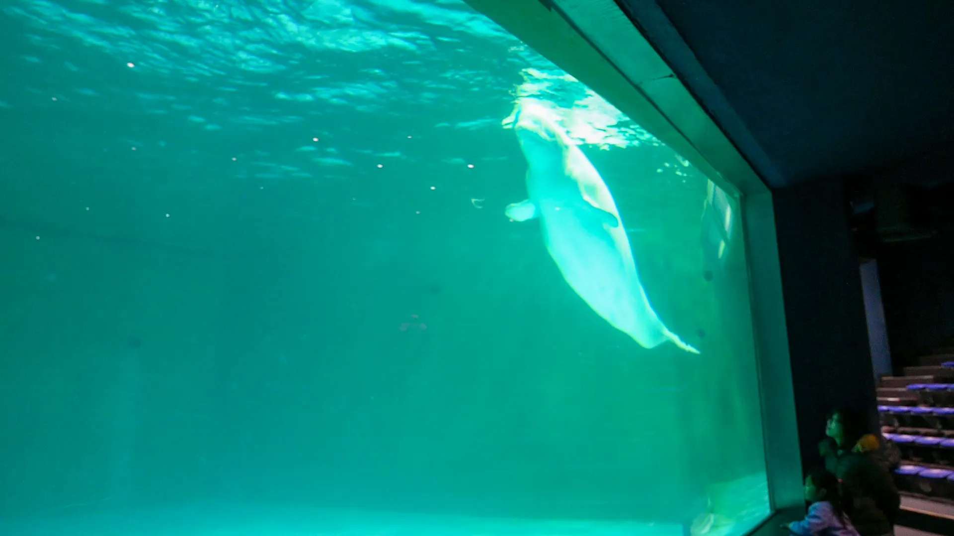 鴨川シーワールドの展示