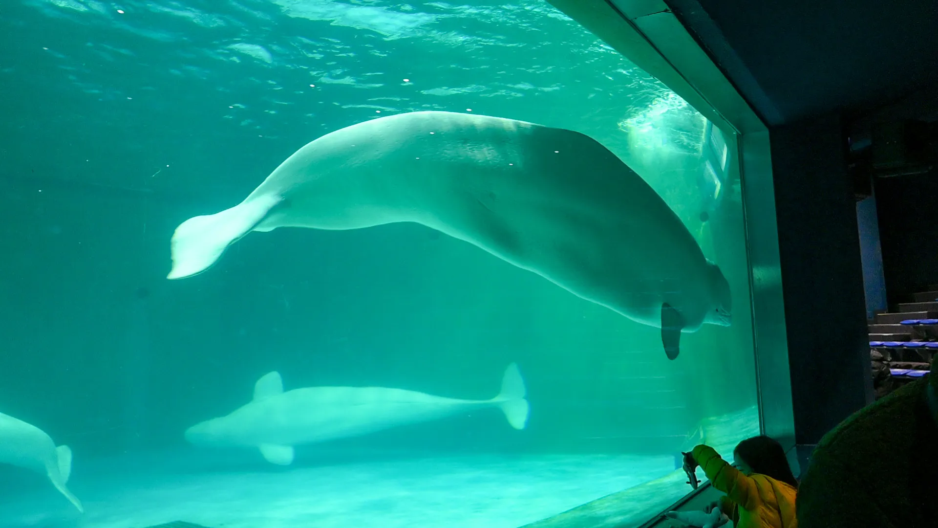 鴨川シーワールドの展示