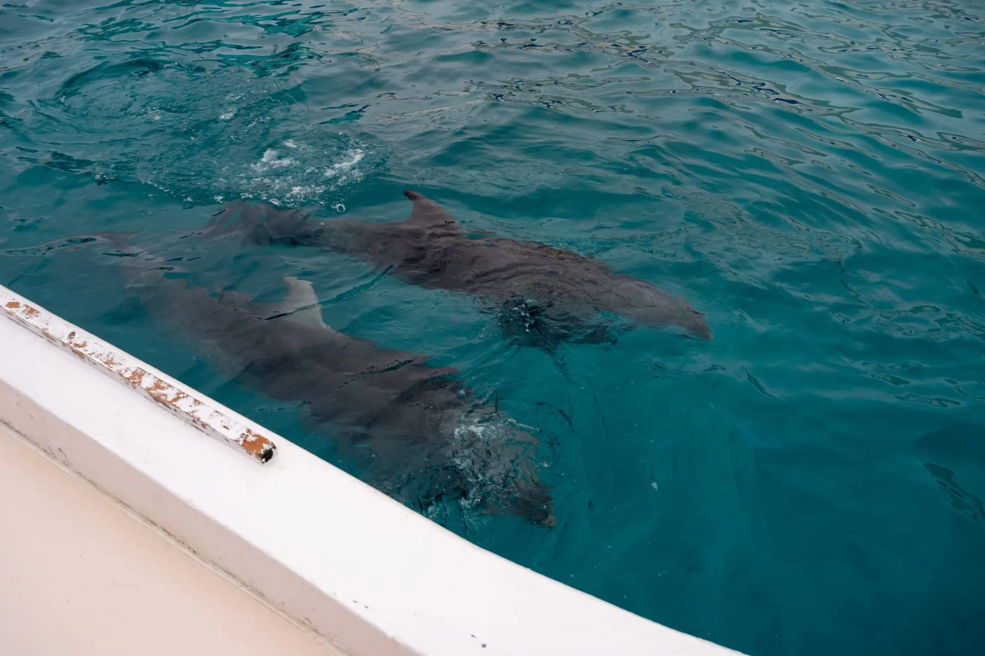 鴨川シーワールドの展示