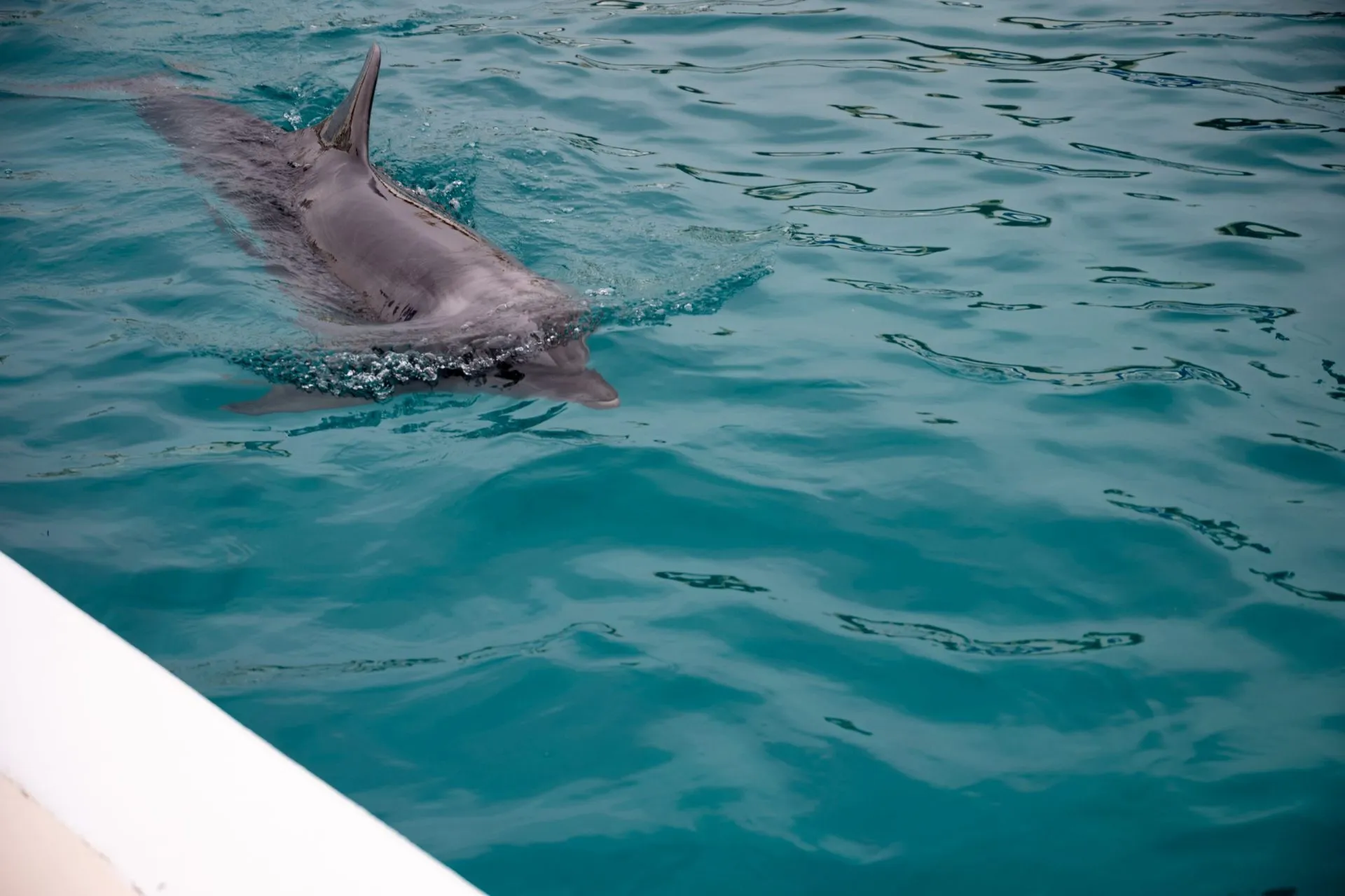 鴨川シーワールドの展示