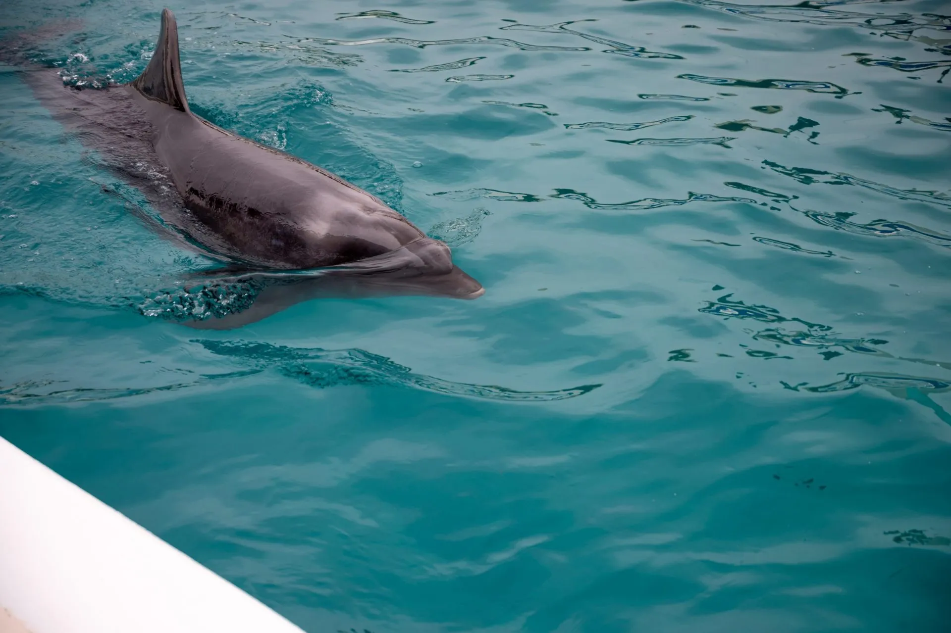鴨川シーワールドの展示
