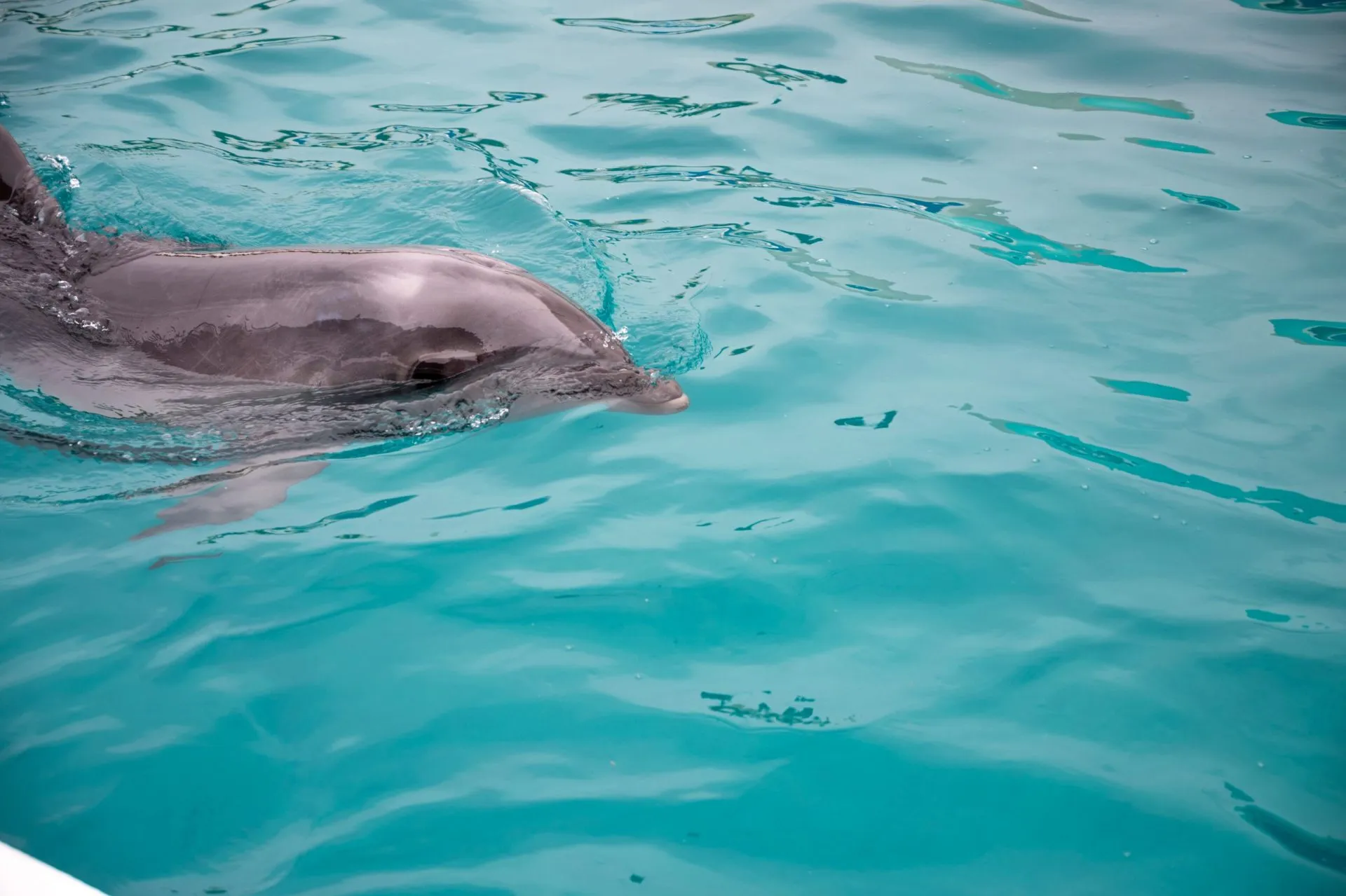 鴨川シーワールドの展示