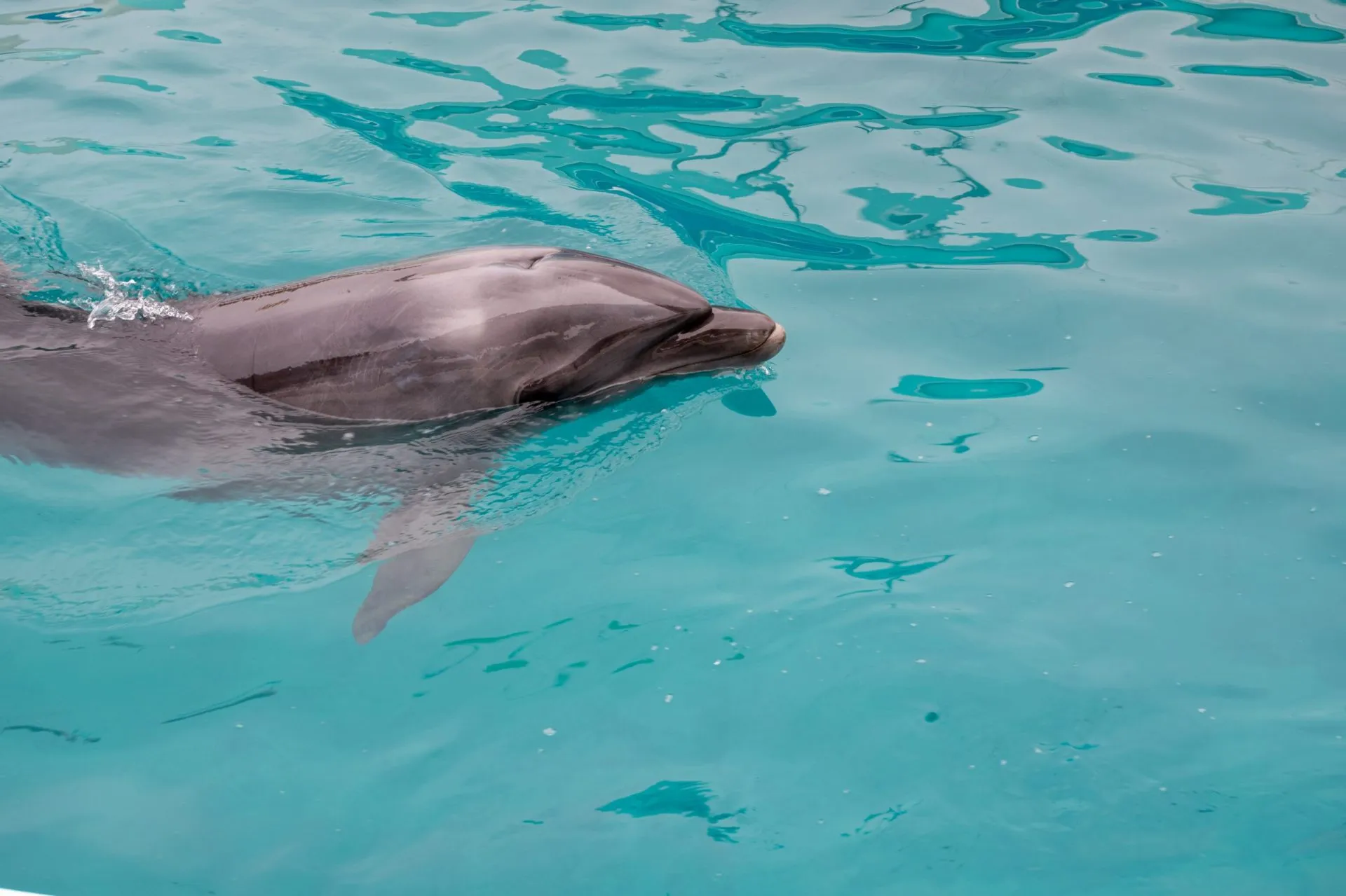 鴨川シーワールドの展示
