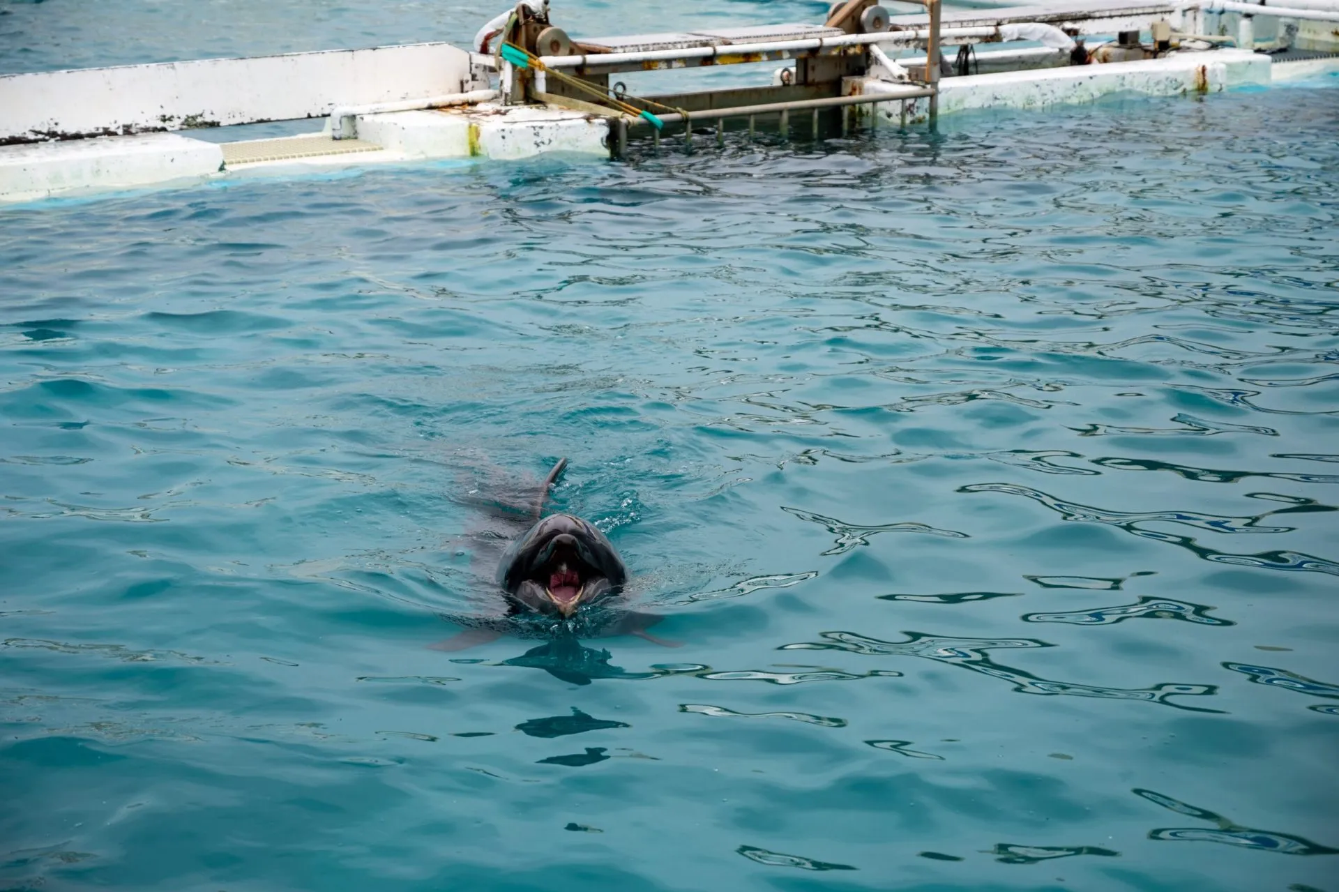 鴨川シーワールドの展示