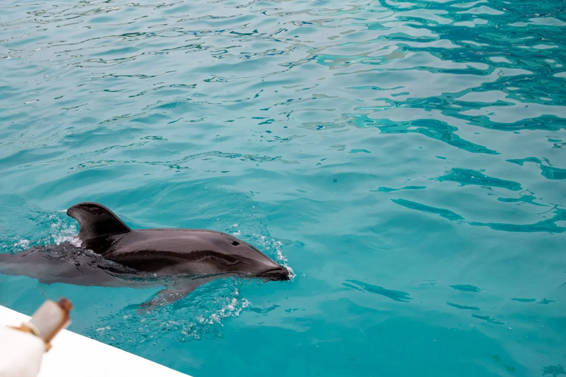 鴨川シーワールドの展示