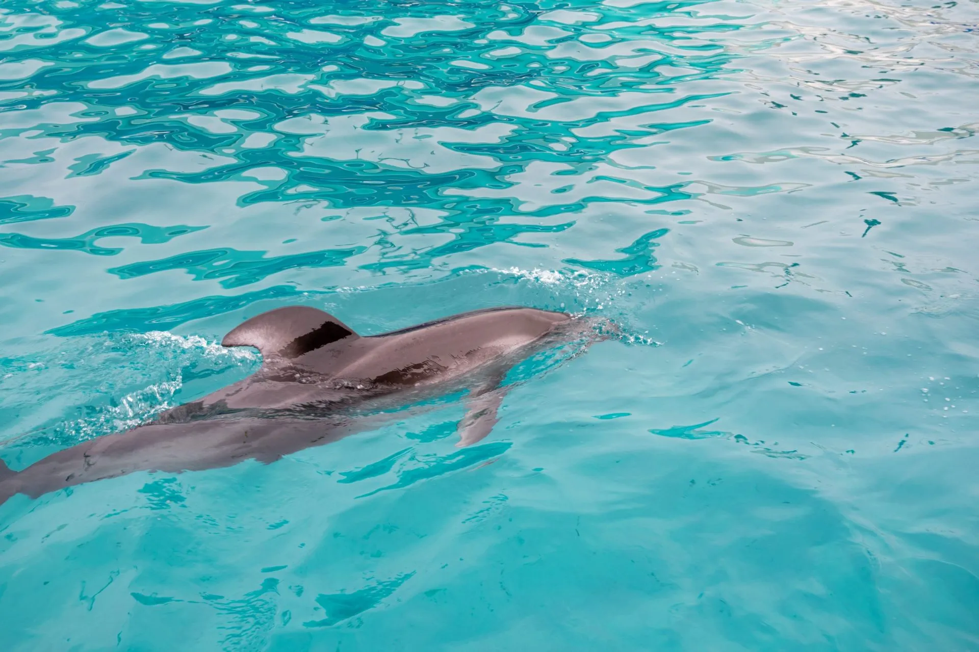 鴨川シーワールドの展示