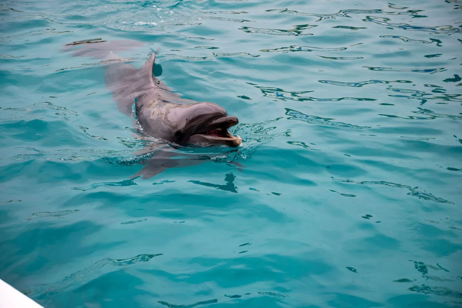 鴨川シーワールドの展示