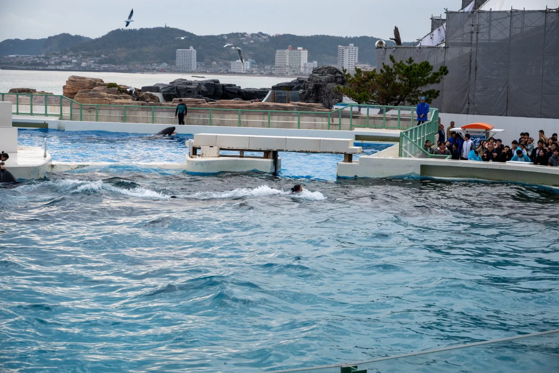 鴨川シーワールドの展示