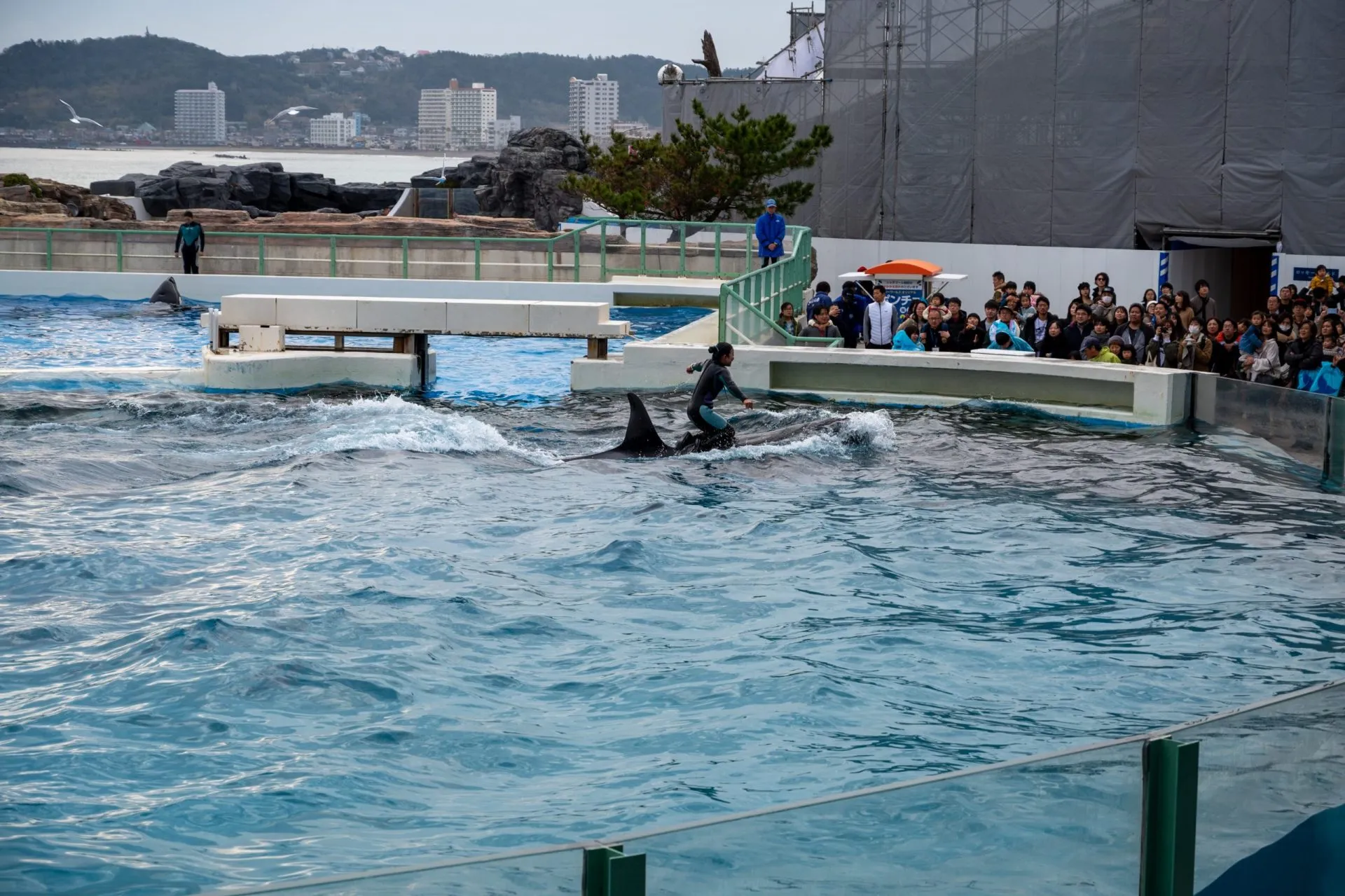 鴨川シーワールドの展示