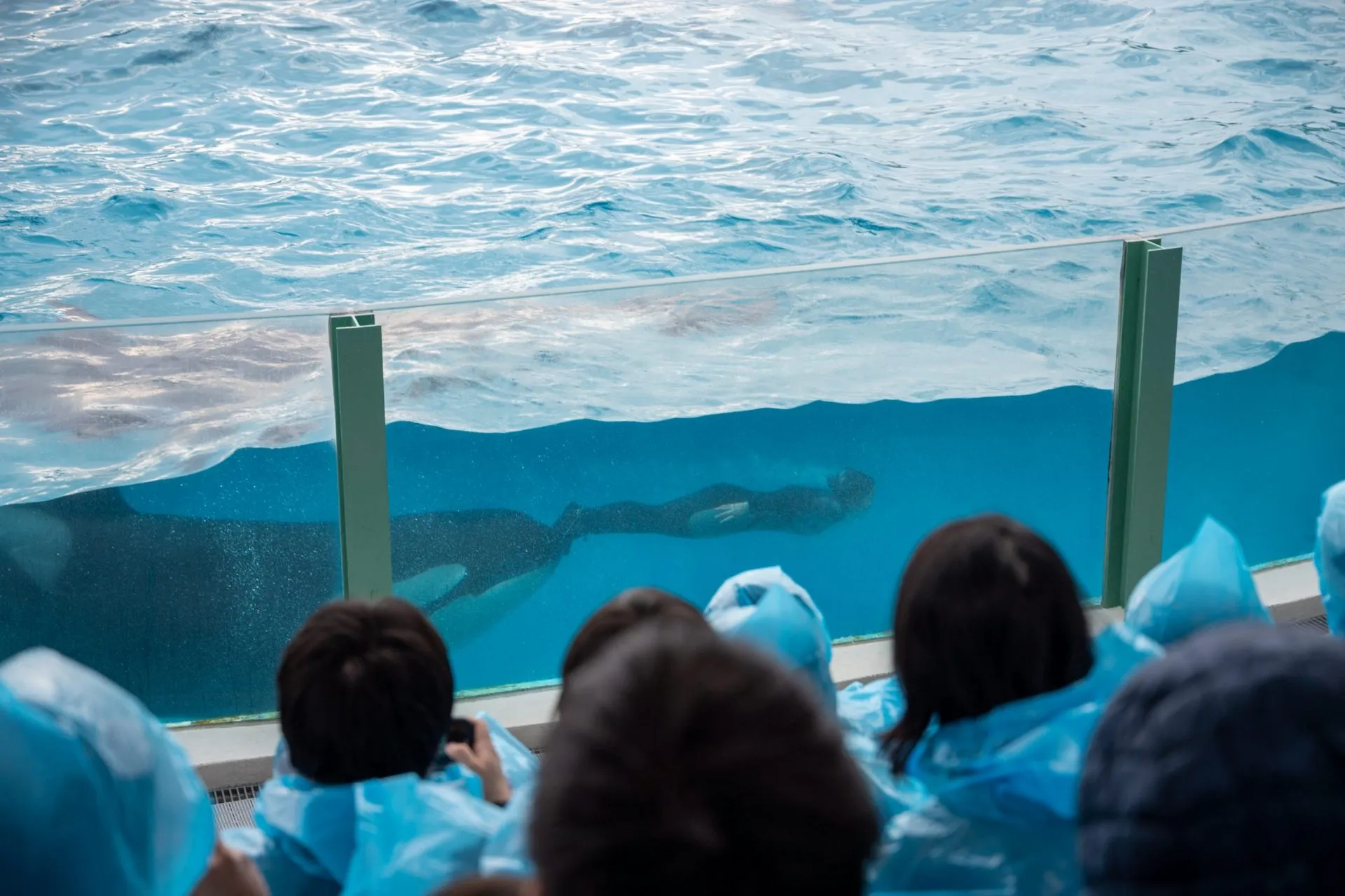 鴨川シーワールドの展示