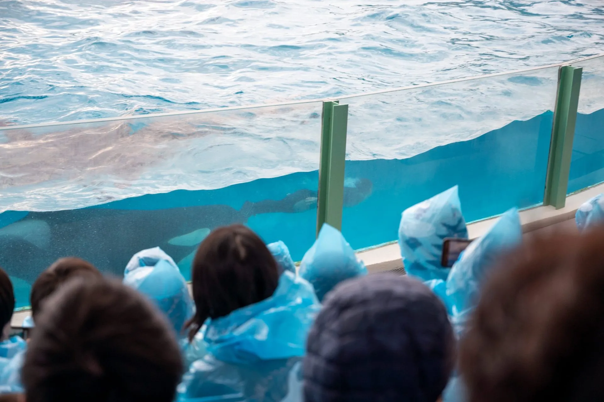 鴨川シーワールドの展示