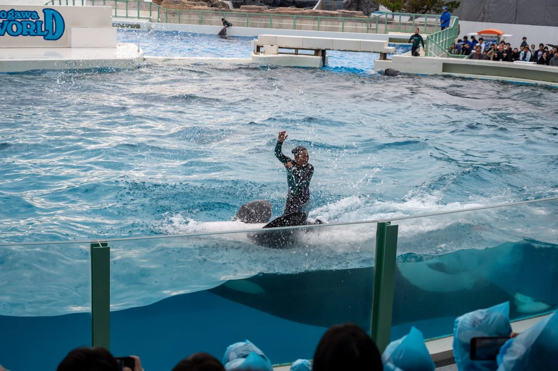 鴨川シーワールドの展示