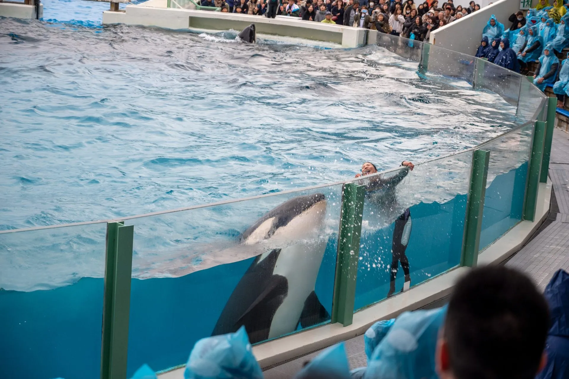 鴨川シーワールドの展示