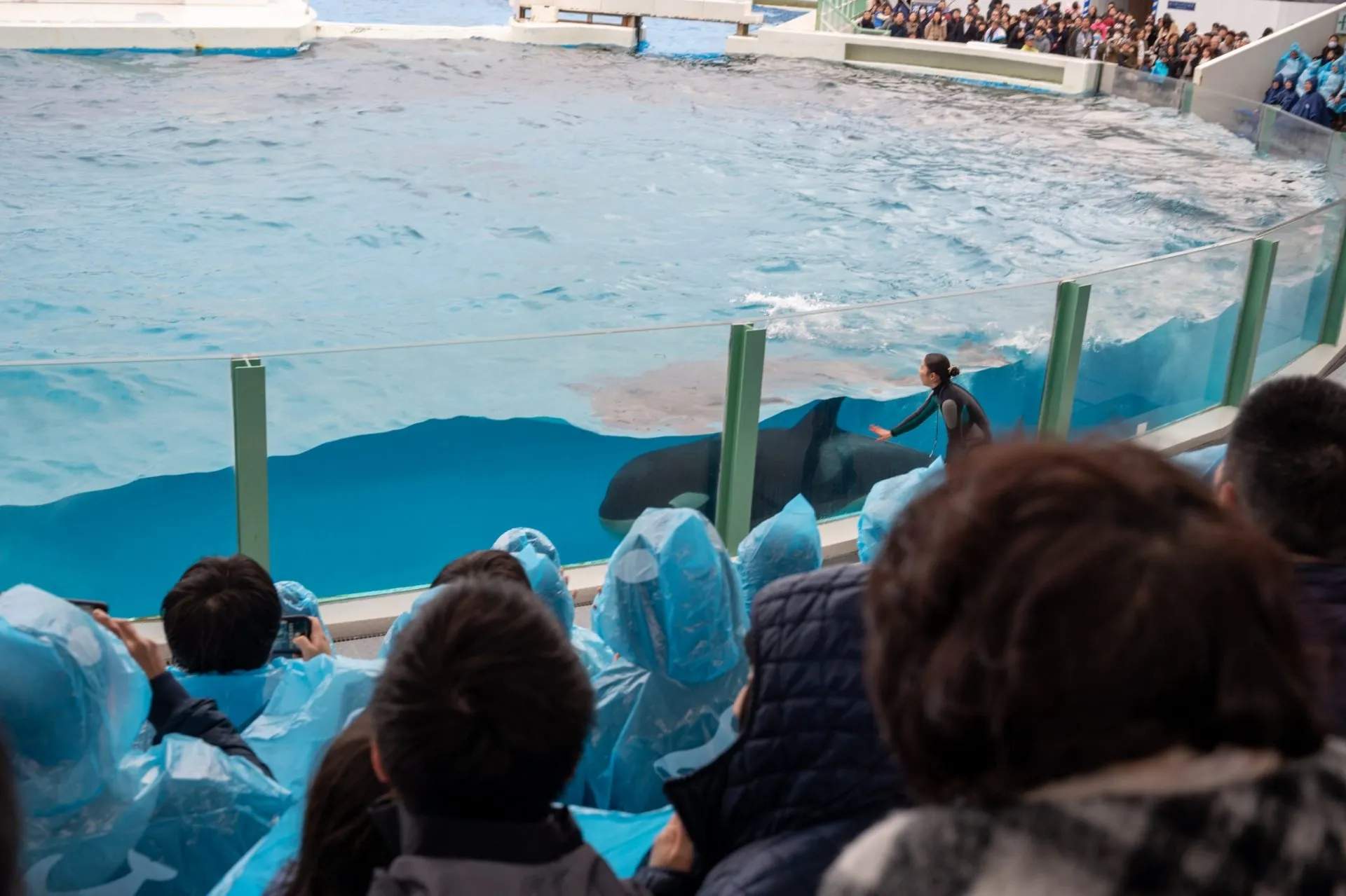 鴨川シーワールドの展示