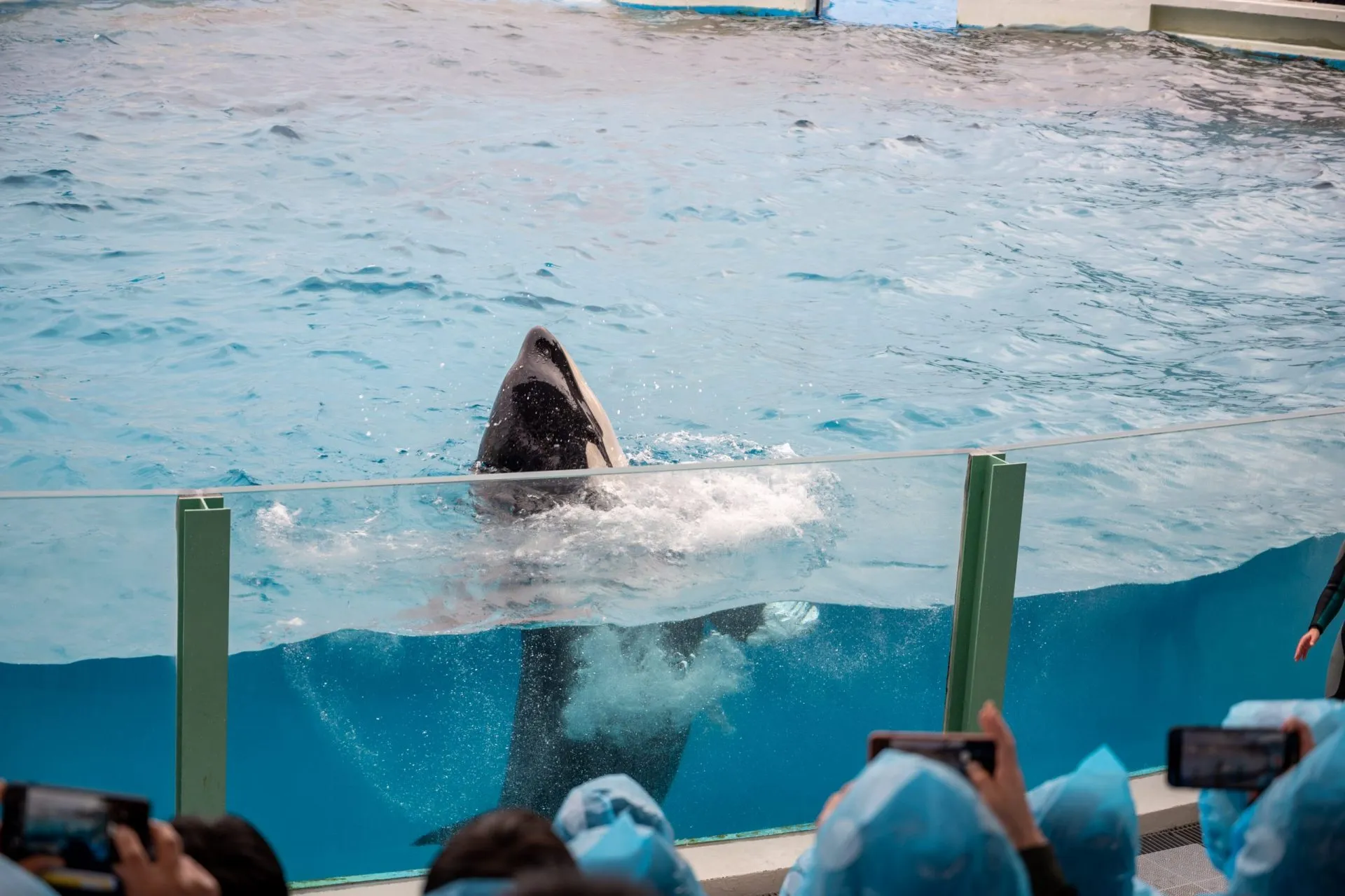 鴨川シーワールドの展示
