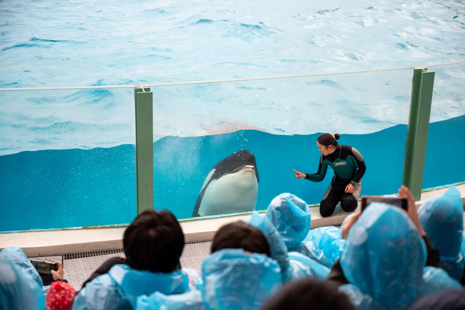 鴨川シーワールドの展示
